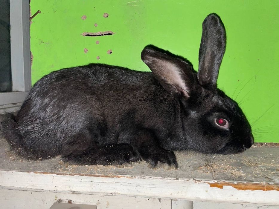 Quyon Honaki 2700.kg