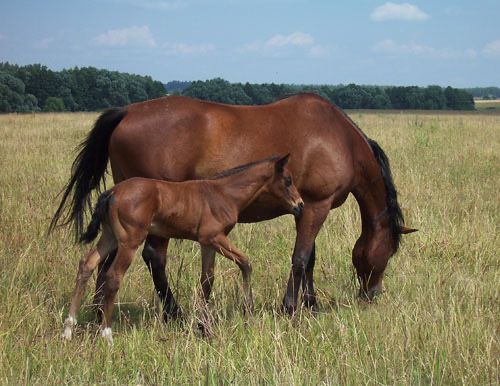Продается кобыла с жеребенком