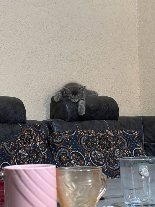 Отдам котята и их мать даром в добрые руки.