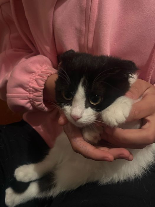 Котенок,Пародистый