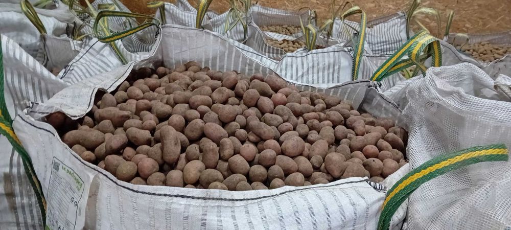 Cartofi sămânță(cartofi pentru animale)
