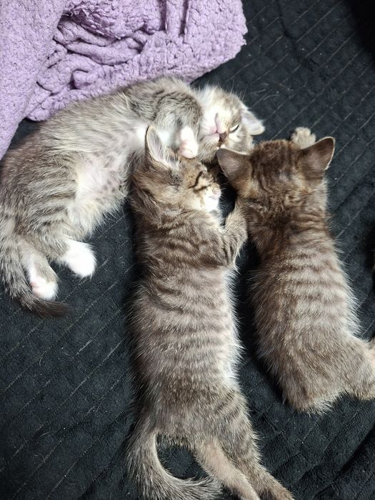 Котята 2,5-3 месяца