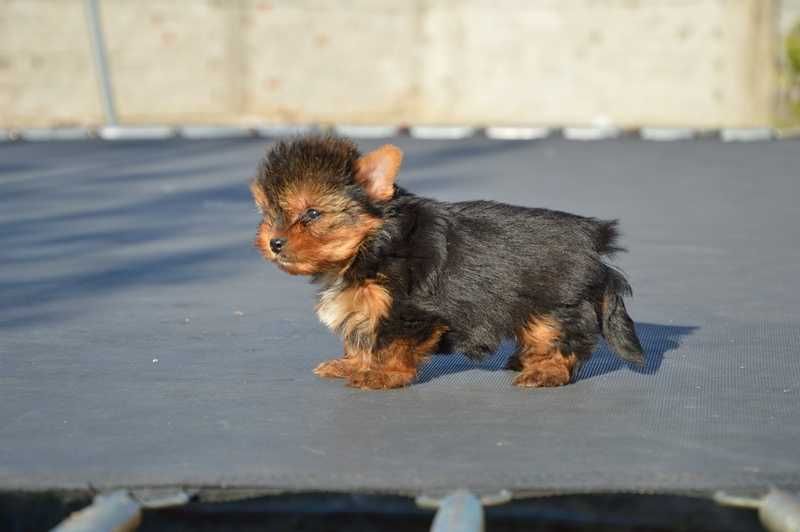 Йоркширски териер малък