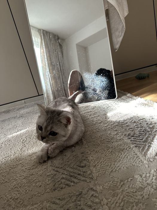 Кот Британец короткошерстная