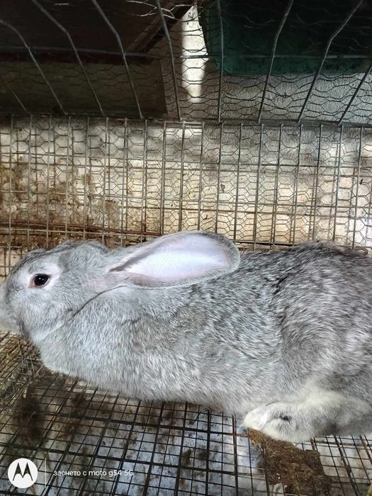 Продавам чинчили