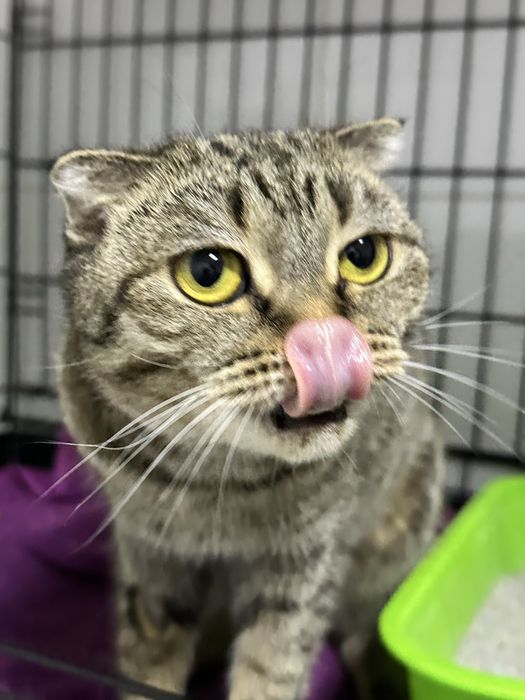 Вислоушка Маша ищет дом