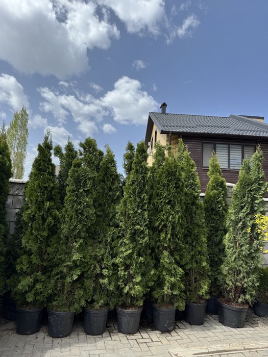 Туя смарагд колоннавидный