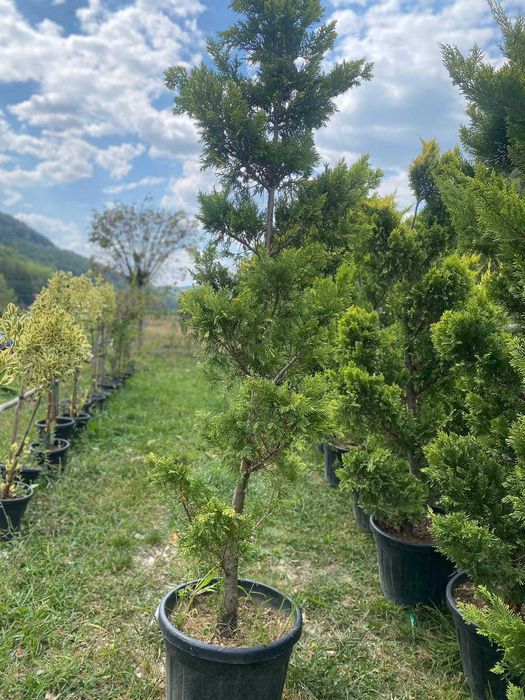 Plante Ornamentale de Elită – Livrare Rapidă și Montaj Inclus