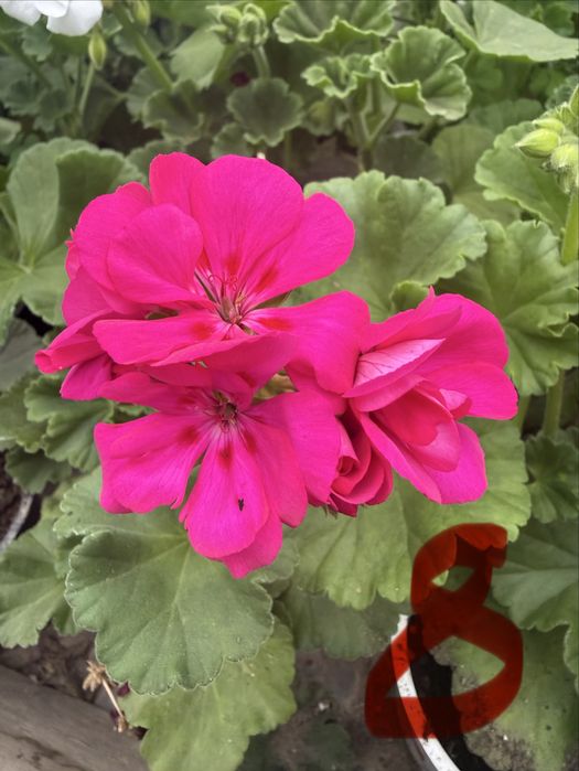 Пеларгониум мушкато Pelargonium – разцъфнало, здраво вкоренено растение ярки цветове (червено, розово, бяло) цветя за балкон, тераса, саксии и градина
