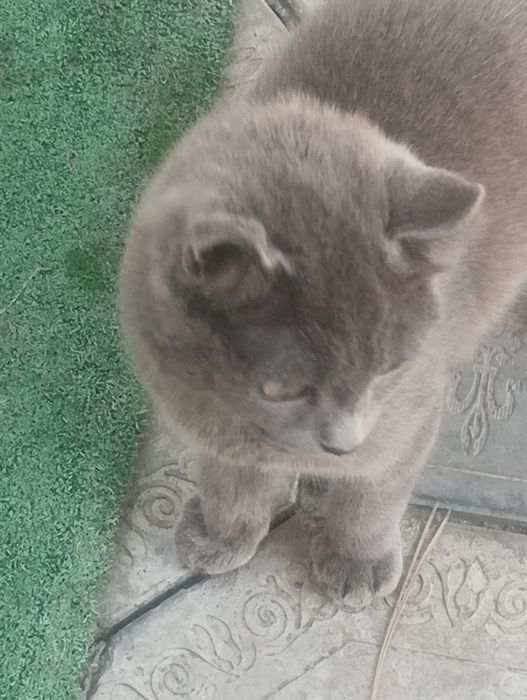 Кошечка Скотч Ленд британка