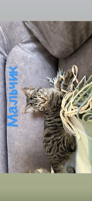 Отдам котят в добрые руки