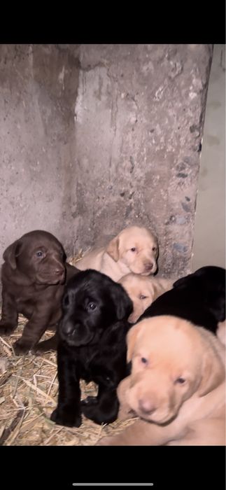 Продам щенки чистокровный лабрадор
