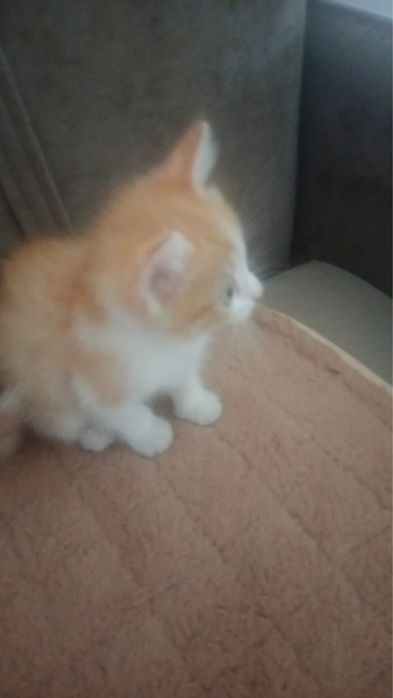 котенок- рыжий ,послушный