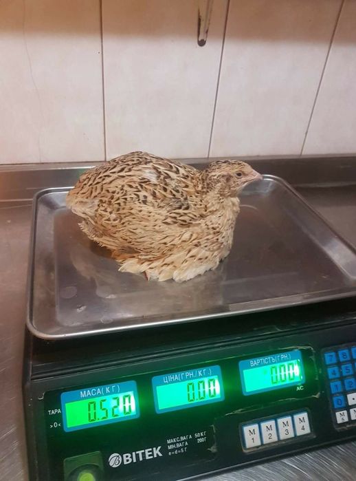 Vând ouă de prepelita pentru incubat