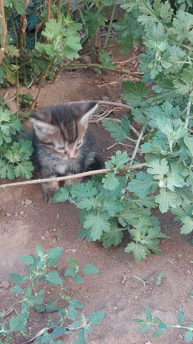 котята в хорошие руки