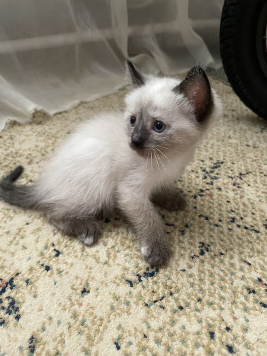 Отдаем котят бесплатно