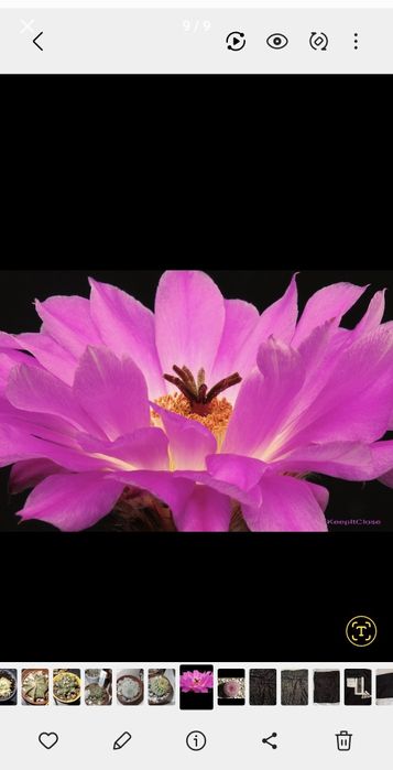 Cactus curcubeu,crescut pe mineral