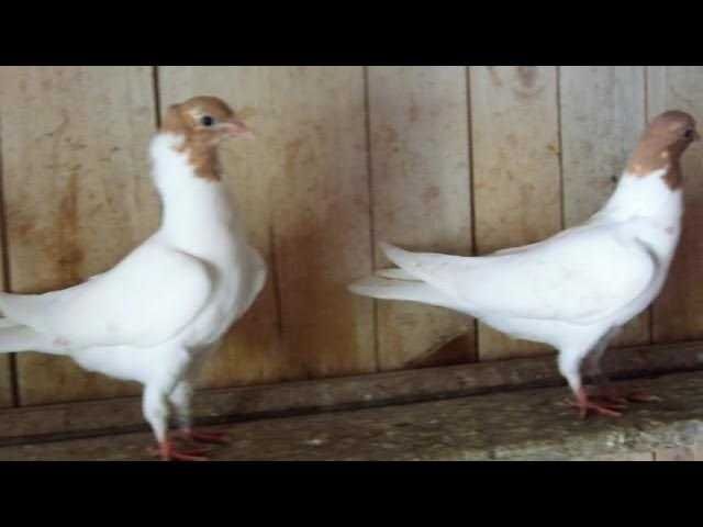 Молодёжь пакистан,иран