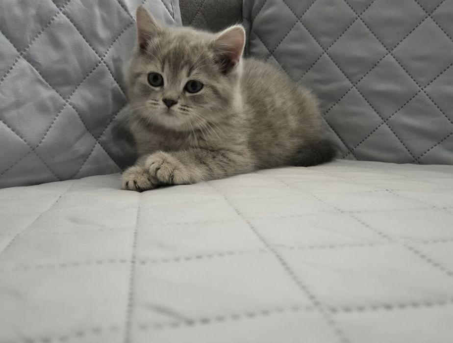 British Shorthair Pui