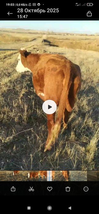 Молочная корова, стельная