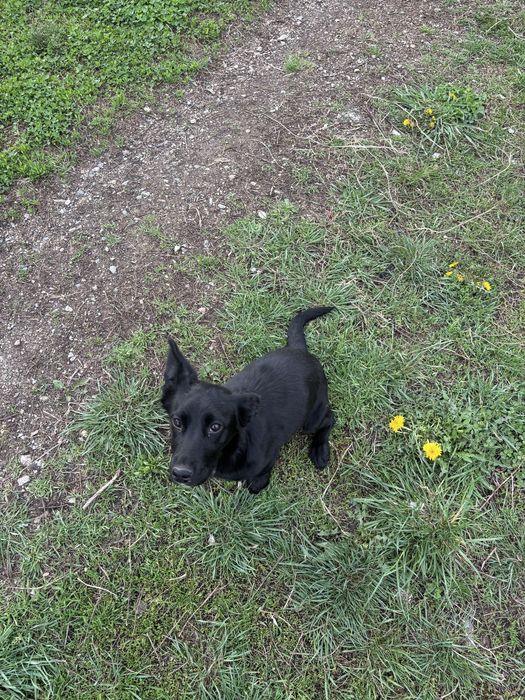 Щенок русский спаниель