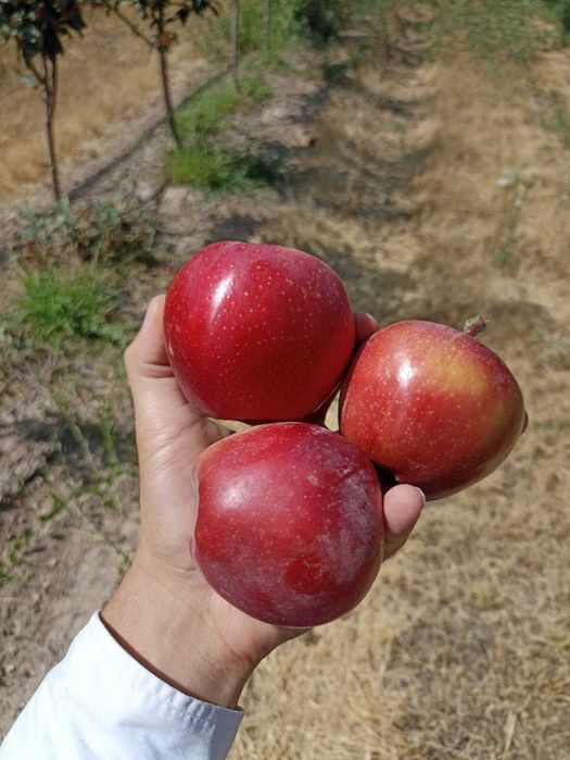 Олма кўчат | olma ko‘chat | пакана олма | ярим пакана олма | интенсив