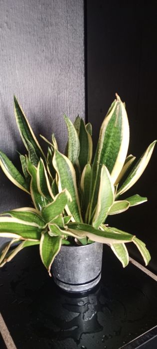 Комнатные цветы адаптированные