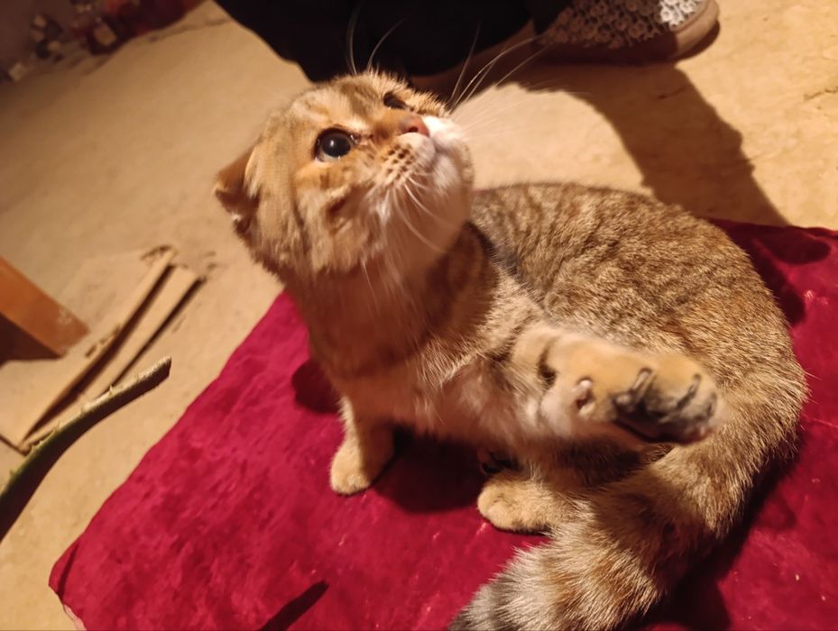 Срочно продаётся (золотая шиншила) девочка