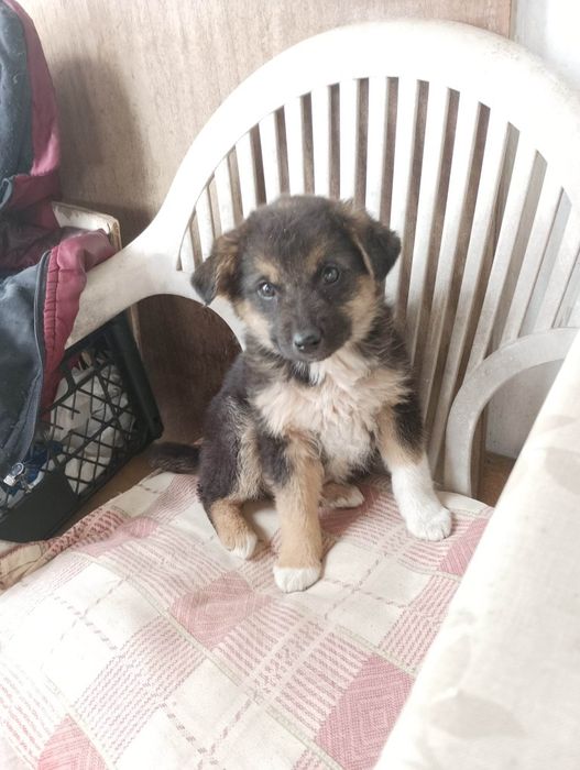 Мечо  търси дом! Гр. Пловдив, Чирпан