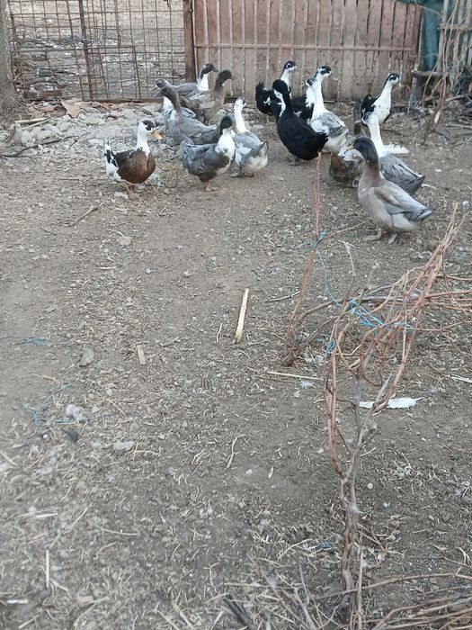 Vând rațe romînesti