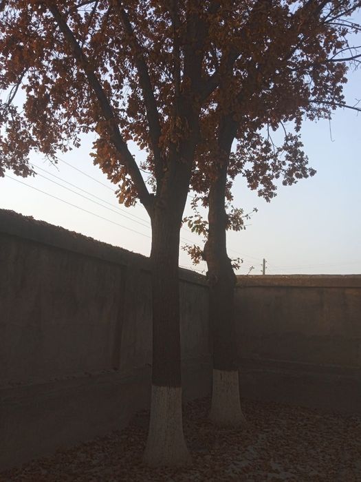 Саженцы Дуб дерево высотой до 2-метров