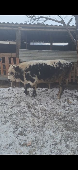 Бұқа 2 жасар ...