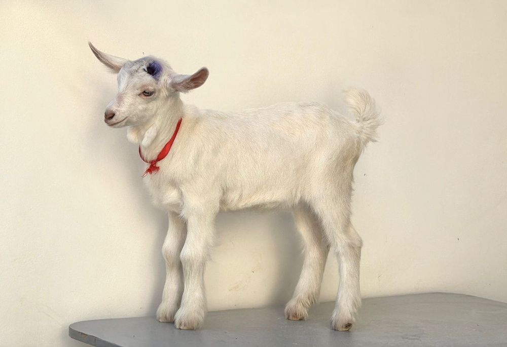 Продается Занен козлик