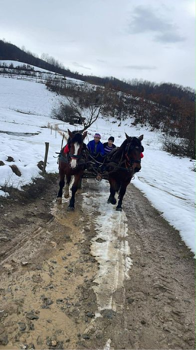 Vand doi manji de 2 ani