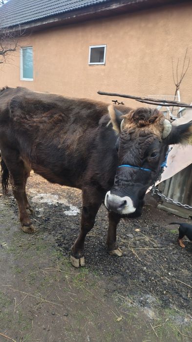 Vaca tânără de vânzare