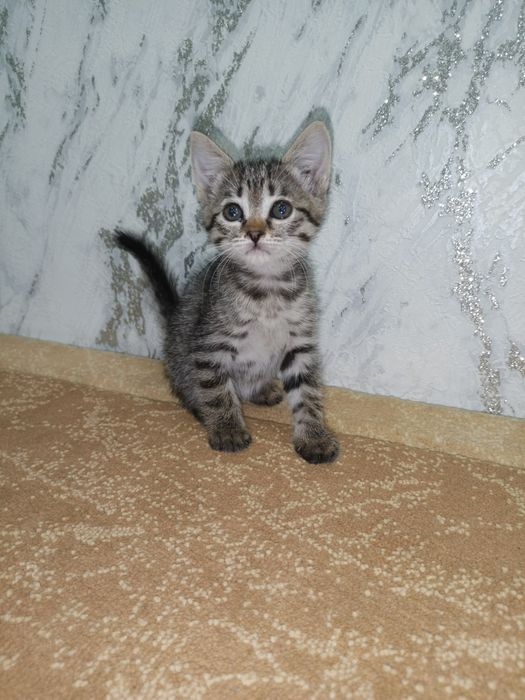 Котята хорошие мышеловы
