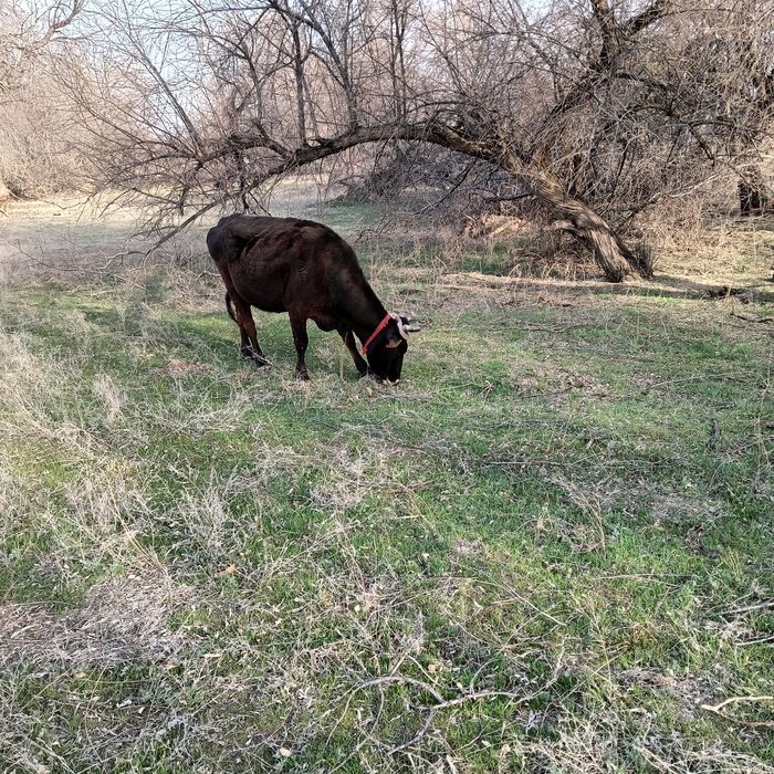 Сиыр корова тана