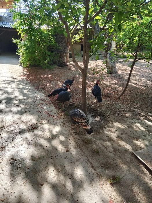 Курка(индюк] хурозлари сотилади.