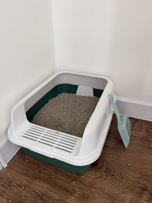 Котенок породистый