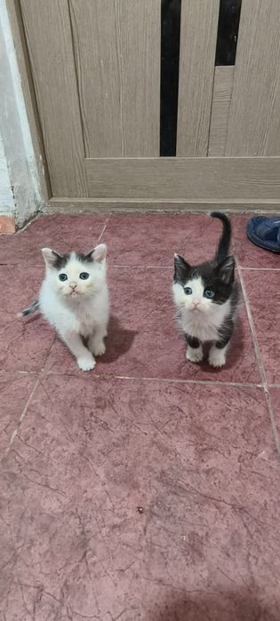 Отдам котят в хорошие руки