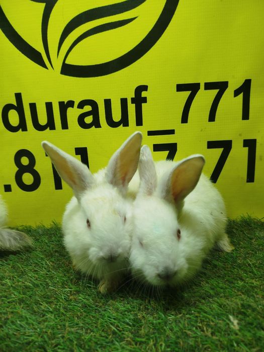 Куёнчалар сотилади