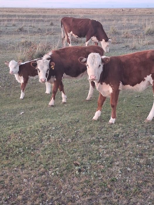 продам коров белоголовых, телят, бычат
