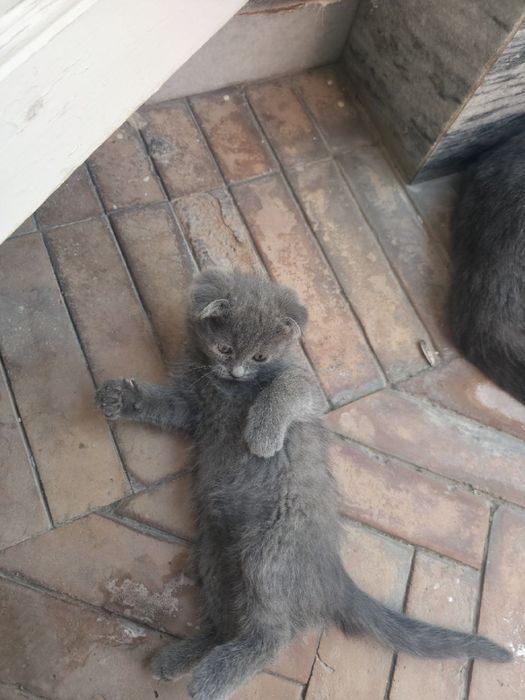 Котенок веслоухий скотиш фолд