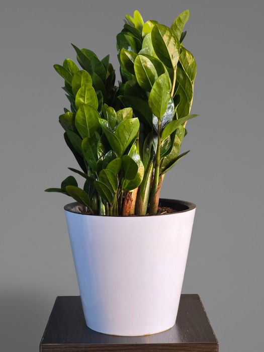 Замиокулькас Цветы Орхидея Гуллар Комнатные Растения Долларовое дерево