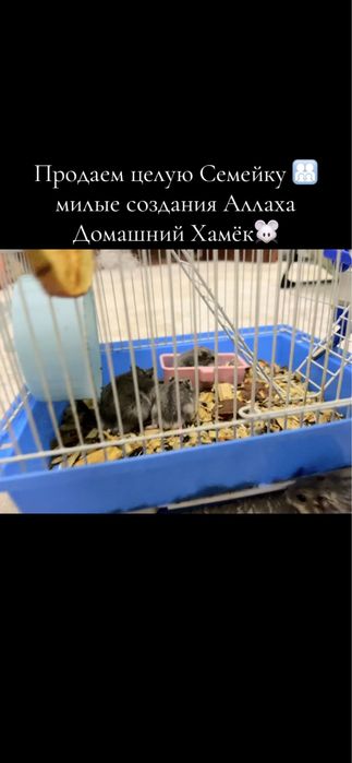 Продам хамёк семейку