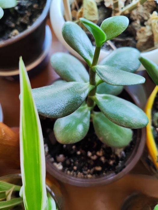 Продам денежное дерево Толстянка (Crassula),