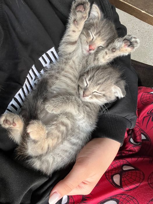 Любимые кошечки мои