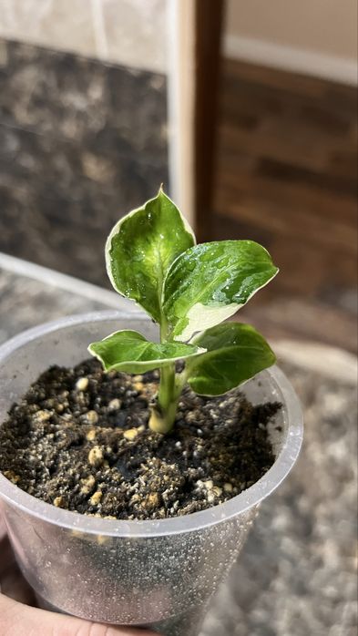 Диффенбахия кул бьюти (редкая)