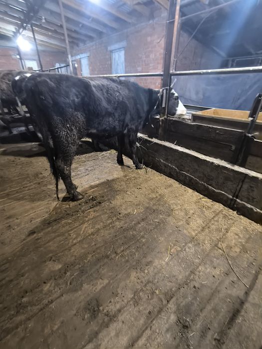 Буаз сиыр сатылады