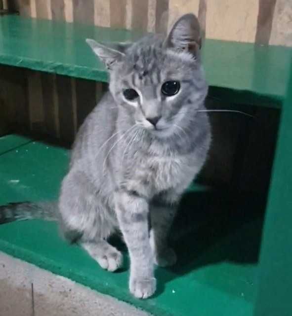 Кот Грей ищет семью!